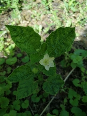 Alkekengi officinarum