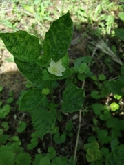 Alkekengi officinarum
