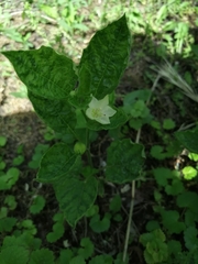 Alkekengi officinarum