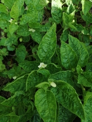 Alkekengi officinarum