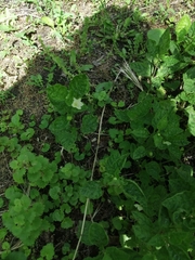Alkekengi officinarum