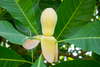 Magnolia hodgsonii - Photo (c) 曾云保, some rights reserved (CC BY-NC), uploaded by 曾云保