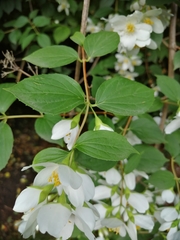 Philadelphus coronarius