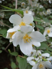 Philadelphus coronarius