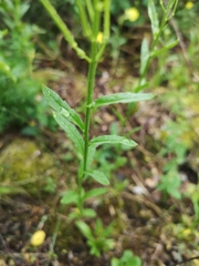 Erysimum virgatum