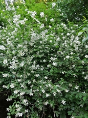 Philadelphus coronarius