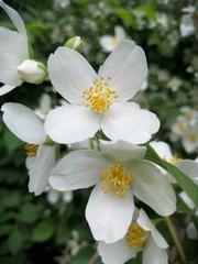 Philadelphus coronarius