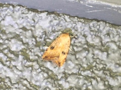 Micrathetis triplex