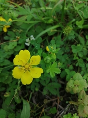 Potentilla reptans