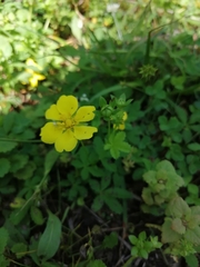 Potentilla reptans