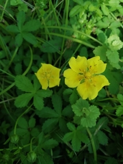 Potentilla reptans