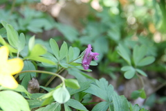 Corydalis intermedia