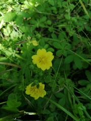 Potentilla reptans