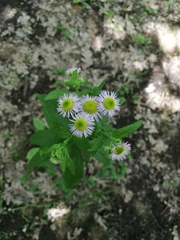 Erigeron annuus