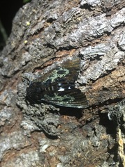 Catephia linteola