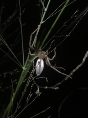 Neosparassus macilentus