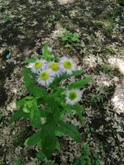 Erigeron annuus