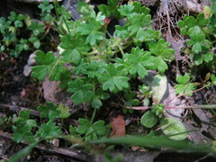 Hydrocotyle foveolata