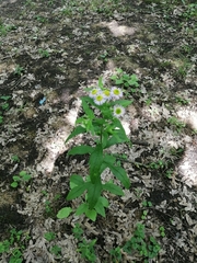 Erigeron annuus