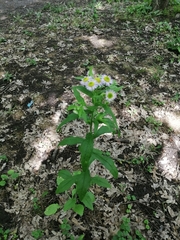 Erigeron annuus