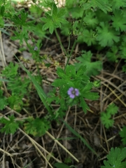 Geranium pusillum