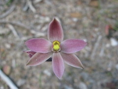 Thelymitra luteocilium