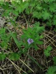 Geranium pusillum