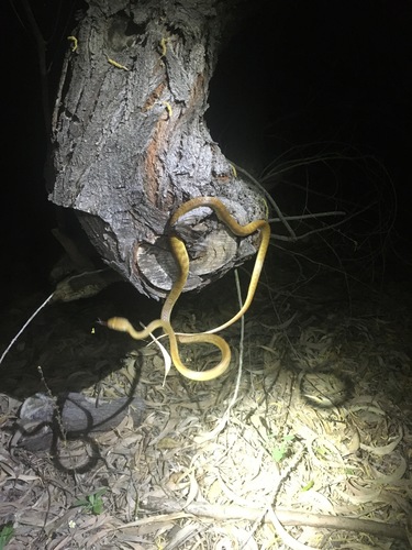 Brown Tree Snake sighting