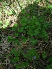 Geranium pusillum