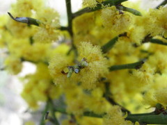 Acacia spinescens
