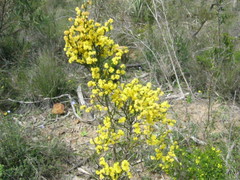Acacia spinescens