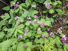 Primula geraniifolia