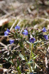 Pulmonaria mollis
