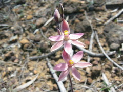 Thelymitra luteocilium