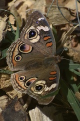 Junonia grisea