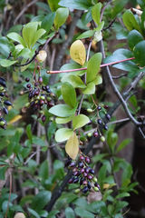 Berberis vulgaris