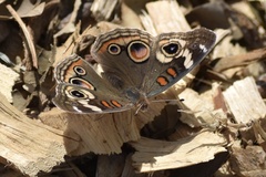 Junonia grisea