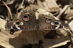 Junonia grisea