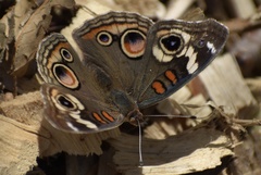 Junonia grisea