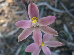 Thelymitra luteocilium