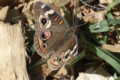 Junonia grisea