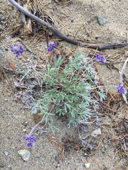 Lupinus kuschei