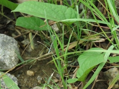 Agriocnemis pieris