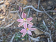 Thelymitra luteocilium