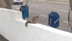 Sciurus niger