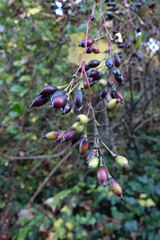 Berberis vulgaris