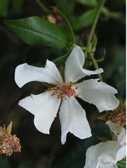 Rosa sempervirens