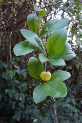 Berberis vulgaris