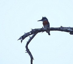 Megaceryle maxima maxima