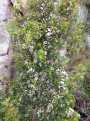 Erica hispidula